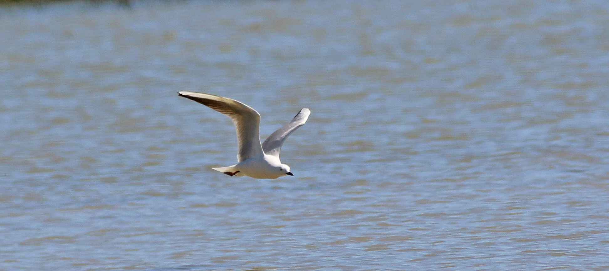 Slender-billed Gull
